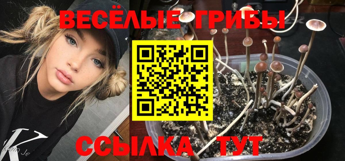 Псилоцибиновые грибы Psilocybine cubensis Ковров